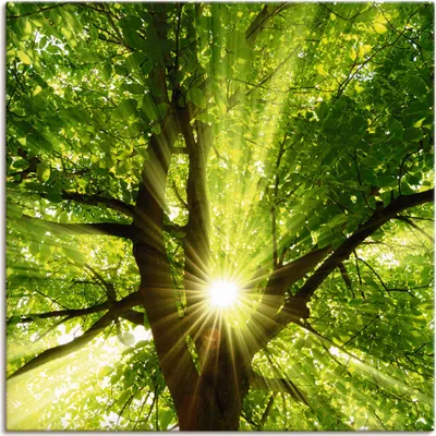 Produktbild von ARTland Leinwandbild Sonne strahlt explosiv durch den Baum Größe: 50x50 cm