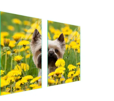 Produktbild von Glasschutzplatte Für Küche 65X52 Hund