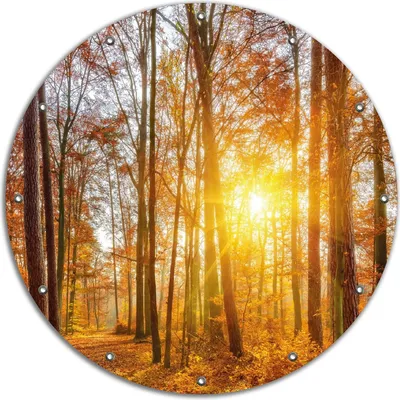 Produktbild von Wallario rundes Outdoor-Poster für Garten oder Balkon, Motiv Sonnenuntergang im herbstlichen Wald, 90 cm Durchmesser