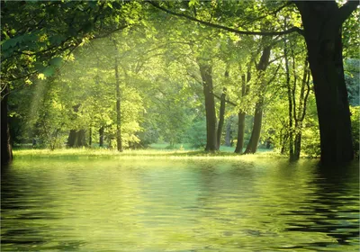 Produktbild von Wallario Poster - Idyllischer See im Wald bei Sonnenschein, Kunstdruck Größe: 70 x 100 cm