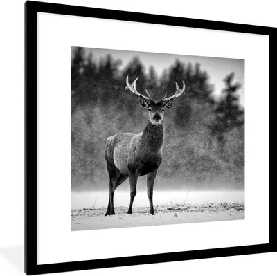 Produktbild von MuchoWow® Gerahmtes Poster Tiere - Hirsche - Winter - Schwarz - Weiß 40x40 cm - Poster mit Schwarzem Bilderrahmen Wandposter Rahmen Foto Bilder - Poster - Plakat im Rahmen