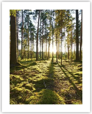 Produktbild von Poster - Poster ohne Rahmen - Wald Baum Natur - 40x50 cm - Wand Bild - Wanddeko - Wandbilder - Kunstposter - Wandposter - Bilder - Kunstdruck - Wanddekoration - Wandbild - P2XPA40x50-3724