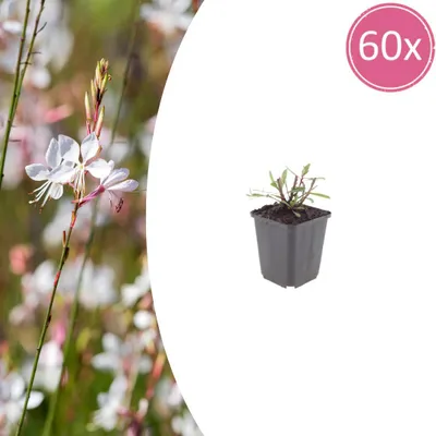 Zdjęcie produktu dla Gaura l. 'Whirling Butterflies' | 60 sztuk - 10-25cm - Ø9cm - Roślina ogrodowa