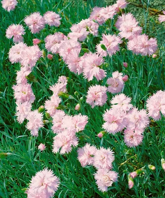 Produktbild von Dianthus plumarius 'Altrosa', Federnelke, zartrosa, ca. 9x9 cm Topf