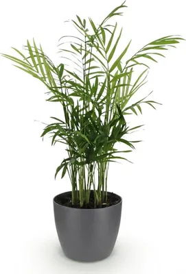 Obrázek produktu pro Rostlina Chamaedorea elegans v šedém kvetináci, prumer 12cm, výška cca 15cm