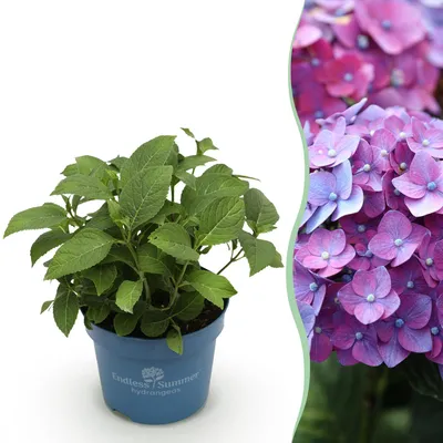 Produktbild von Green boutiQ - Gartenpflanze - Hydrangea Endless Summer Summer Love Purple - Hortensie - Winterhart - Lila - 1 Pflanze - Topf 14cm - Höhe 20-25cm