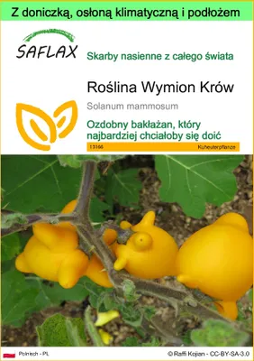 Zdjęcie produktu dla SAFLAX - Garden to go - Roślina Wymion Krów - 10 Nasiona - Z doniczką, pokrywą klimatyczną i podłożem do uprawy - Solanum mammosum