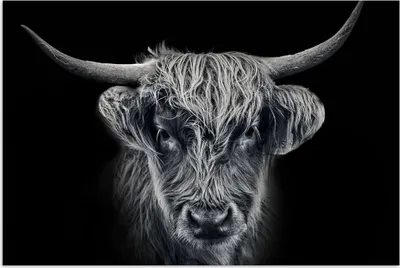 Produktbild von MuchoWow® Poster Schottisches Hochlandrind - Schwarz - Kuh - Tiere 120x80 cm - Bilder