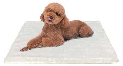 Image de Lit pour chien, 61x45 cm, doux, lavable, antidérapant, beige
