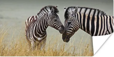 Produktbild von MuchoWow® Poster Zebramutter und ihr Kalb 40x20 cm - Poster für die Wand - Poster Schlafzimmer