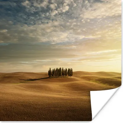 Produktbild von MuchoWow® Poster Toskana - Bäume - Italien 50x50 cm - Wohnzimmerdekoration