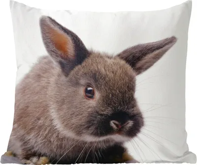 Produktbild von MuchoWow® Zierkissen Sofakissen Wohnzimmer Dekokissen 60x60 cm Kaninchen - Haustier - Porträt - Sitzfläche - Foto Polster