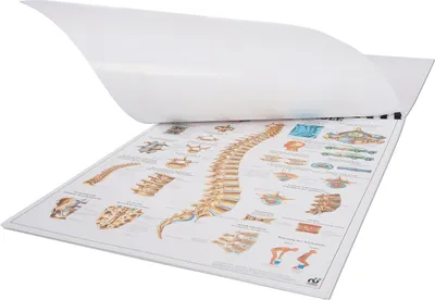 Produktbild von Mini-Poster Set, 20 Stück Anatomie, Anatomische Poster, medizinische Lehrmittel