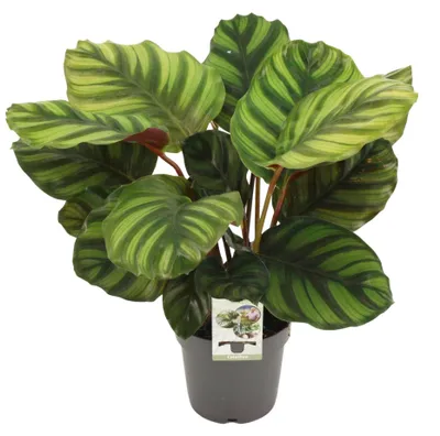 Produktbild von Calathea fasciata - 40-50cm - Ø14cm - Zimmerpflanze - Immergrün