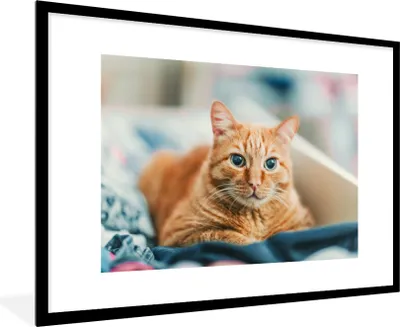 Produktbild von MuchoWow® MuchoWow® Gerahmtes Poster Katze - Kleidung - Schrank 90x60 cm - Poster mit zchwarzem Bilderrahmen - Wanddekoration - Fotos