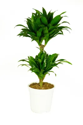 Produktbild von Dracaena deremensis Compacta, im 17cm Topf, Drachenbaum, Höhe ca. 60cm