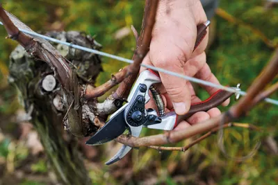 Image de FELCO 8 Elite Sécateur avec poignée en cuir (droitier, L)