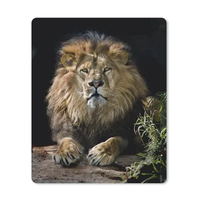 Produktbild von MuchoWow® Mauspad Mousepad Löwen - Jagd - Porträt 30x40 cm - Mousepads - Maus Mat - Pad - Mausunterlage - Mausmatten