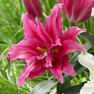 Produktbild von Lilie Lilium Zwiebel Blumen Gefüllte Lilie Roselily Juana 1 St.