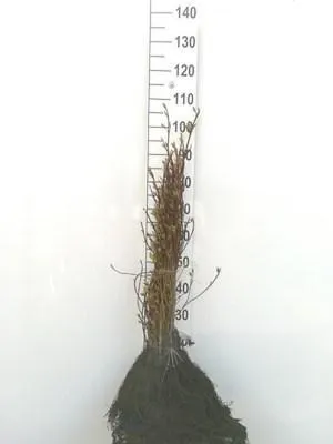 Obrázek produktu pro 10 kusů keřů jírovníku bílého (Cornus alba 'Westonbirt') | výška 40-60 cm, zasazené bez obalu