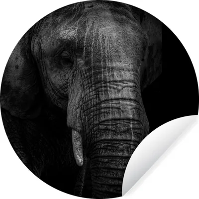 Produktbild von MuchoWow® Runde Wandtattoo - Wandsticker Tapete Aufkleber Elefant - Tier - Schwarz Ø 50 cm Selbstklebend und Repositionierbar - Wandaufkleber - Kreis - Wand Kreis - Wand Bild - Foto Tapete - Selbstklebende - Wohnzimmerdekoration - Wand Dekoration - Kinderzimmer