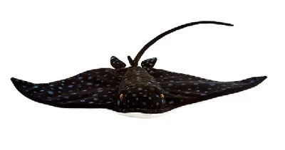 Produktbild von Hansa Toy 6629 Gefleckter Adlerrochen 53 cm Kuscheltier Stofftier Plüschtier