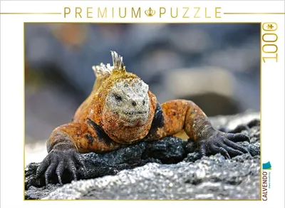 Produktbild von CALVENDO Puzzle Galápagos-Meerechse | 1000 Teile Lege-Größe 64x48cm Foto-Puzzle für glückliche Stunden