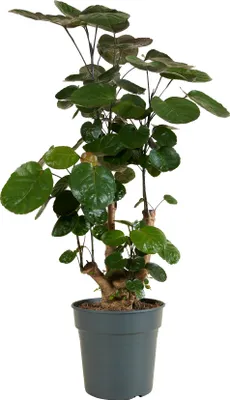 Image de Bloomique - Polyscias Fabian - Aralia - Plantes d'intérieur - Purifiant l'air - Respectueux des animaux - Facile d'entretien - 80-100 cm de Haut - Pot 21cm