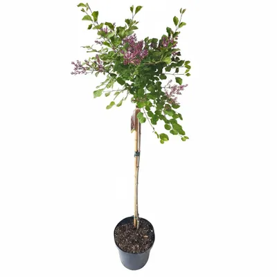 Produktbild von Zwerg Duft-Flieder Stämmchen - 120-130 cm - winterhart Duftflieder - Syringa meyeri Palibin -Zierstämmchen