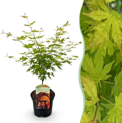 Produktbild von Terrassenpflanze - Japanischer Ahorn - Acer palmatum Orange Dream - Orange - 1 Pflanze - Laubabwerfend - 60-70cm - Ø25cm - Gartenpflanze