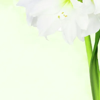 Produktbild von SIGEL DP463 Motiv-Papier "Green Flower", Briefpapier 90 g DIN A4, 25 Blatt