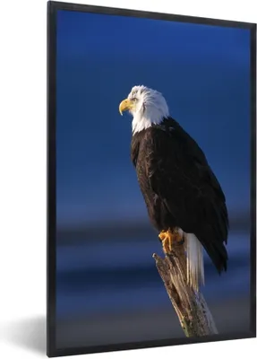 Produktbild von MuchoWow® MuchoWow® Gerahmtes Poster Adler - Nahaufnahme - Zweig 60x90 cm - Poster mit zchwarzem Bilderrahmen - Kunst