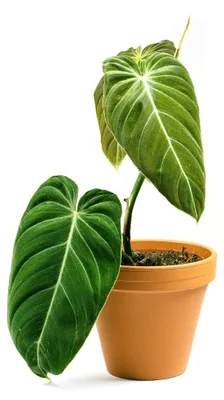 Obrázek produktu pro Gardners Philodendron Melanochrysum, průměr 12 cm