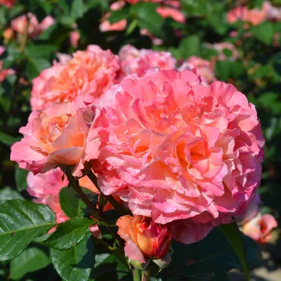 Produktbild von Rosen Pflanzen Rosa - 1 Pflanze - Stauden Winterhart Mehrjährig - Duftende Echte Rosen aus Holland - für Garten und Topf (keine Samen, nicht künstlich)