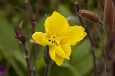 Produktbild von Oenothera odorata 'Sulphurea', Nachtkerze, gelb, ca. 9x9 cm Topf