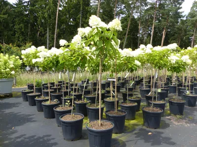 Produktbild von Horstensie Rispenhortensie Stamm 170 cm Hercules weiß Hydrangea Paniculata winterhart