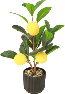 Produktbild von Dekorative Zitronenbaum-Pflanze im Topf für mediterranen Flair
