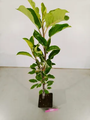 Produktbild von Malus Domestica 'Elstar' Apfelbaum, 1,5 Liter Topf