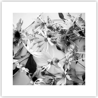 Produktbild von Poster - Poster ohne Rahmen - Blumen Schwarzweiß Fotografie - 30x30 cm - Wand Bild - Wanddeko - Wandbilder - Kunstposter - Wandposter - Bilder - Kunstdruck - Wanddekoration - P2XAC30x30-4740