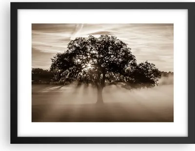 Produktbild von Gerahmtes Poster - Schwarzer Rahmen - Baum Feld Natur - 40x30 cm - Wand Bild - Wanddeko - Wandbilder - Kunstposter - Wandposter - Bilderrahmen - Bilder - Kunstdruck - Wandbild - P2BAA40x30-3811