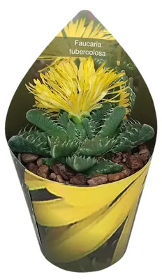 Produktbild von Faucaria tuberculosa – Tigerrachen – Rarität – 6,5 cm Topf – 15 cm hoch