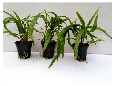 Produktbild von 3 Cryptocoryne Crispatula Balansae Genoppter Wasserkelch Aquarienpflanzen