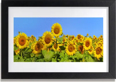 Produktbild von Bild 30x20 MDF-Rahmen Wandkunst Sonnenblume Pflanze