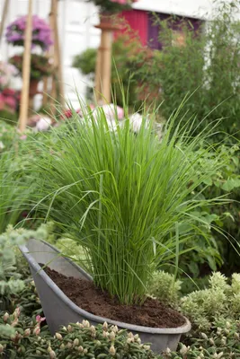 Produktbild von Panicum virgatum 'Northwind', Rutenhirse, ca. 9x9 cm Topf