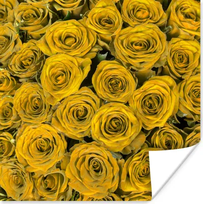 Produktbild von MuchoWow® Poster Rosen - Gelb - Blumenstrauß 75x75 cm - Wand Dekoration
