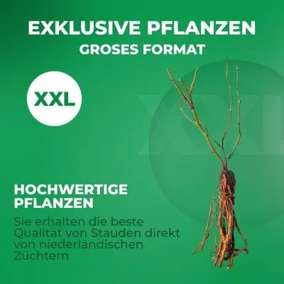 Obrázok produktu pre Kolekcia malín: Marastar / Fallgold / Sumo. 2-3 rastliny. Odolné voči mrazu a viacročné. Skutočné rastliny z Holandska – vhodné do záhrady a do jedlých záhonov. Bez semien, nie umelé