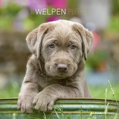 Produktbild von Welpen 2022 - Broschürenkalender 30x30 cm (30x60 geöffnet)