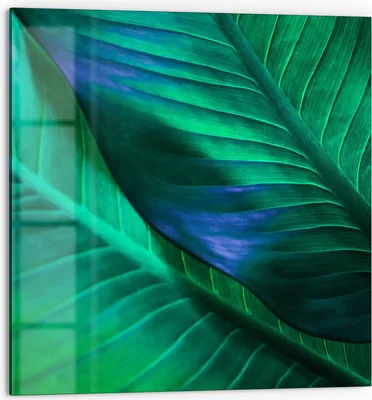 Produktbild von DEQORI Küchenrückwand Glas 60x60 cm 'Tropenblattstruktur' Spritzschutz Bad Rückwand