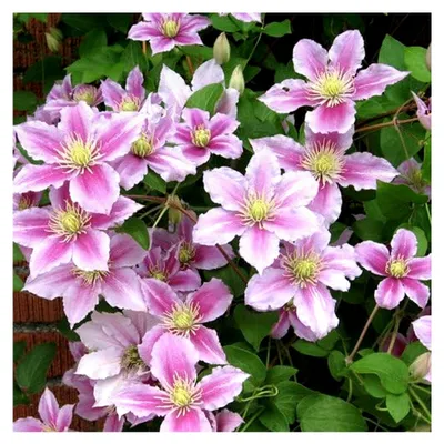 Produktbild von Clematis in Pink - Großblühende Kletterpflanze im Topf