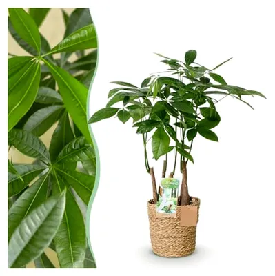 Produktbild von Pachira Aquatica mehrstämmig - Geldbaum - Pflegeleicht - mit Korb - Grün - 50-55 cm - Ø 17 cm - Zimmerpflanze - Immergrün